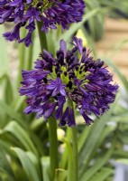 Agapanthus BlackJack, summer August