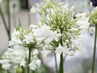 Agapanthus Everpanthus Ever White, summer August