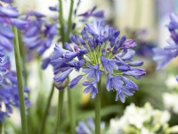 Agapanthus Everpanthus Ever Saphire, summer June