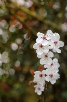 Prunus cerasifera - cherry plum - March