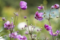 Anemone hupehensis - Japanese anemone - September