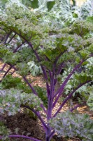 Brassica oleracea 'Redbor' - curly leaf kale