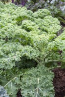 Brassica oleracea 'Reflex' - curly green kale