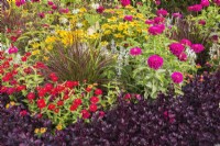 Alternanthera 'Purple Prince', red, pink Zinnia elegans, ornamental grass and Rudbeckia hirta - Black-Eyed Susan - Coneflowers in border in autumn.