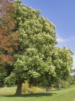 Aesculus hippocastanum - Horse Chestnut flowering in landscaped garden