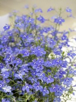 Lobelia HotPot Sky Blue, autumn September