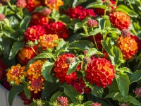 Lantana camara Shamrock Red.autumn September