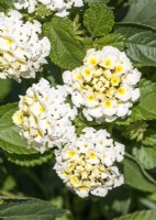 Lantana camara Bloomify White, autumn October