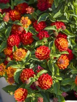 Lantana camara Shamrock Red.autumn September