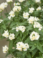 Nemesia hybrida Esencial Snowberry, spring May