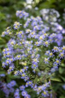 Symphyotrichum 'Little Carlow'