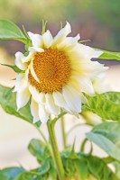 Helianthus 'Pro Cut White Lite' - Sunflower - August