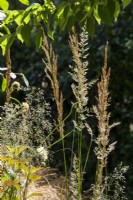 Calamagrostis x acutiflora 'Overdam' and Deschampsia cespitosa 'Bronzeschleier'