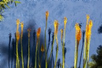 Kniphofia 'Fiery Fred' against a cobalt blue painted rendered wall 