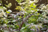 Sambucus nigra f. porphyrophylla 'Eva' syn.  'Black Lace' - Black Elder