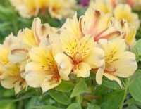 Alstroemeria 'Spring Valley' - September