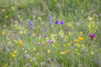 Wild flower meadow with meadow clary, columbine, yellow ox-eye, red clover, knapweed, kidney vetch, ribwort plantain and grasses.