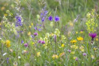 Wild flower meadow with meadow clary, columbine, yellow ox-eye, red clover, knapweed, kidney vetch, ribwort plantain and grasses.