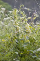 Wild flower meadow with Digitalis grandiflora - Large yellow foxglove and  Daucus carota - wild carrots.