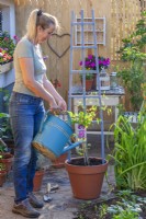 Woman watering Clematis  'Ville de Lyon' planted in terracotta container.