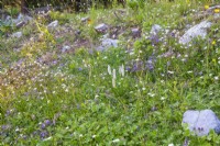 Blooming alpine wildflower meadow.