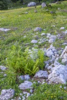 Blooming alpine wildflower meadow. Polystichum aculeatum.