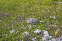Blooming alpine wildflower meadow.