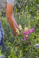 Woman picking snapdragons - Antirrhinum majus for flower arrangement.