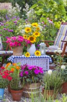 Display of pots with Verbena, Impatiens, Rosa and herbs and summer bouquet with sunflowers in enamel jug.