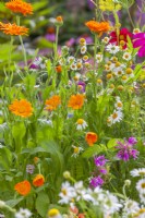 Mixed planting with Pot marigold, Bergamot and Chamomile.