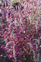 Close up of Celosia argentea var. cristata plant 
