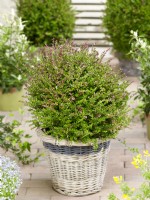 Lonicera japonica Garden Clouds Copper Glow in basket, spring May
