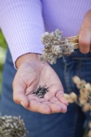 Collecting seeds from chives - Allium schoenoprasum.