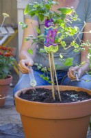 Woman feeding newly planted Clematis. Clematis needs a lot of nutrients, it should be fertilized in the spring immediately after planting with a low nitrogen fertilizer and then fertilized every four weeks twice more.