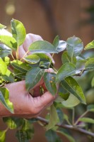 Inspecting the pear tree in spring and removing infected leaves with pear rust - Gymnosporangium sabinae before the disease spreads. When many leaves are infected, an appropriate fungicide can be used.
