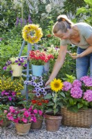 A woman removing spent petunia Surfinia flowers from a container plant to encourage more flowers to form.