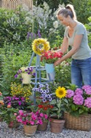 A woman hangs a pot of Verbena on a wooden obelisk. Group of containers is planted with Impatiens, Surfinia, Zinnia, Sunflower, Hydrangea and Sanvitalia.