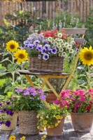 Display of pots with Impatiens, Surfinia, Verbena and Scaevola on decked patio.