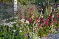 Colourful mixed perennial planting of Sanguisorba menziesii, Salvia 'Wendy's Wish', Agastache 'Tangerine Dreams',  Achillea 'Salmon Beauty' and Verbascum 'Helen Johnson'