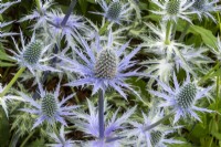 Eryngium zabellii 'Big Blue' - Seaholly