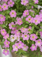 Petunia hybrida Itsy, summer August