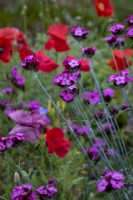 Dianthus carthusianorum growing in informal planting with Papaver rhoeas, Field Poppy