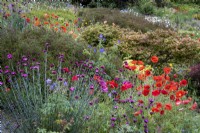 Papaver rhoeas, Field Poppy growing in informal planting with Dianthus carthusianorum and Geranium 'Johnson's Blue'