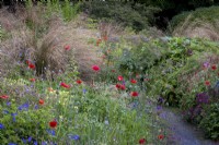 Path winding through summer borders with Chionochloa rubra, Red Tussock Grass,  interplanted with a mix of annuals and perennials, including poppy and hardy geraniums