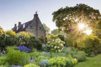 View down the garden as the sun rises through the Spanish chestnut tree, Castanea sativa, with the house on the left. Featuring Rosa 'Graham Thomas' as a standard in the centre of the herb border, and R. 'Mme. Alfred Carriere' in the left hand border. Also including Alchemilla mollis, various sages, Salvia cvs, golden marjoram, chives, and artichokes.