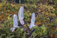 Sculptures protected against winter weather with white plastic sheeting in bed of wilted and dry Hostas in backyard garden in late autumn, Quebec, Canada. 