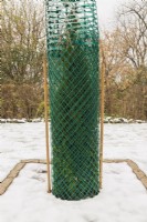 Thuja occidentalis 'Smaragd' - Cedar tree wrapped with protective green plastic mesh fences to prevent branches from breaking from accumulated heavy ice and snow in winter, Quebec, Canada. 