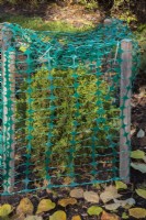 Thuja occidentalis - White Cedar tree  protected with green plastic mesh fence to prevent branches from breaking from accumulated heavy ice and snow in winter, Quebec, Canada. 