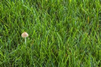Gastrocybe lateritia - Bean Sprout Mushroom growing in overwatered Poa pratensis - Kentucky Bluegrass lawn in summer.