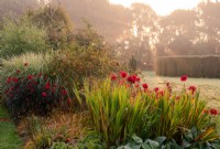 Red Dahlias, ''Bishop of Llandaff' and 'Babylon Red' in a border at Waterperry Gardens at sunrise.